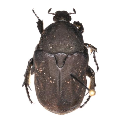 Réf. 293 728 : Netocia morio
